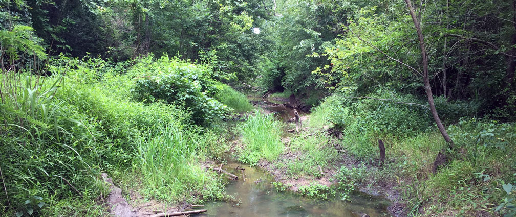 Great Pee Dee River vegetation