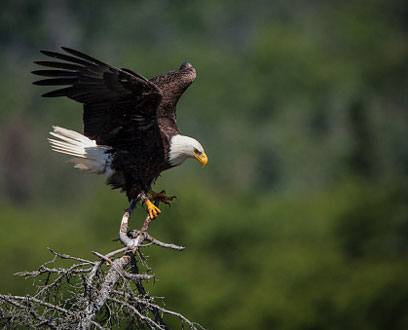 Bald Eagle landing on a tree branch
