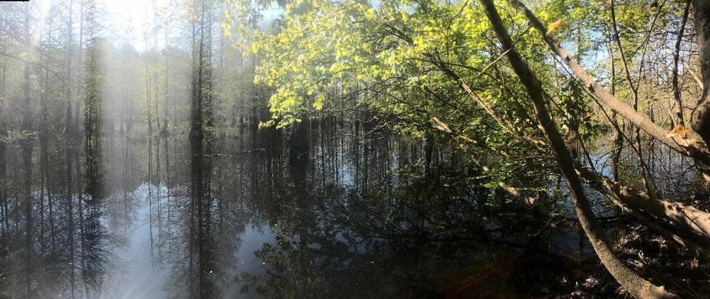 Vegetation around the Great Dee Pee River